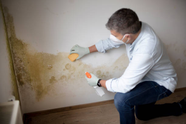 Best Mold Damage Restoration  in Day Heights, OH