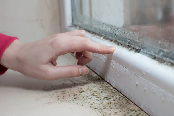 Best Industrial Mold Remediation  in Day Heights, OH