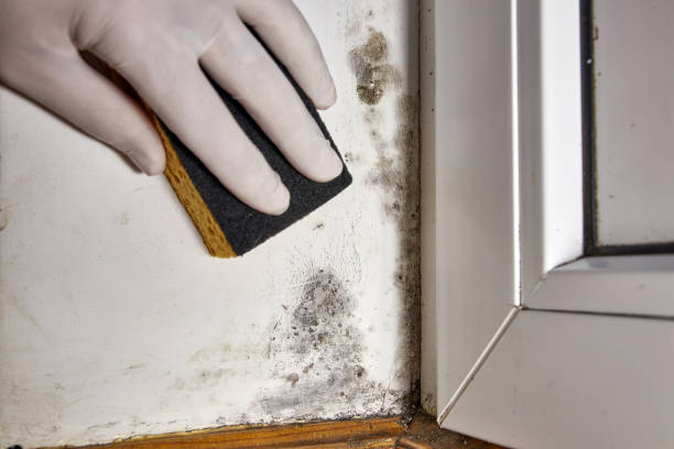 Best Basement Mold Removal  in Day Heights, OH